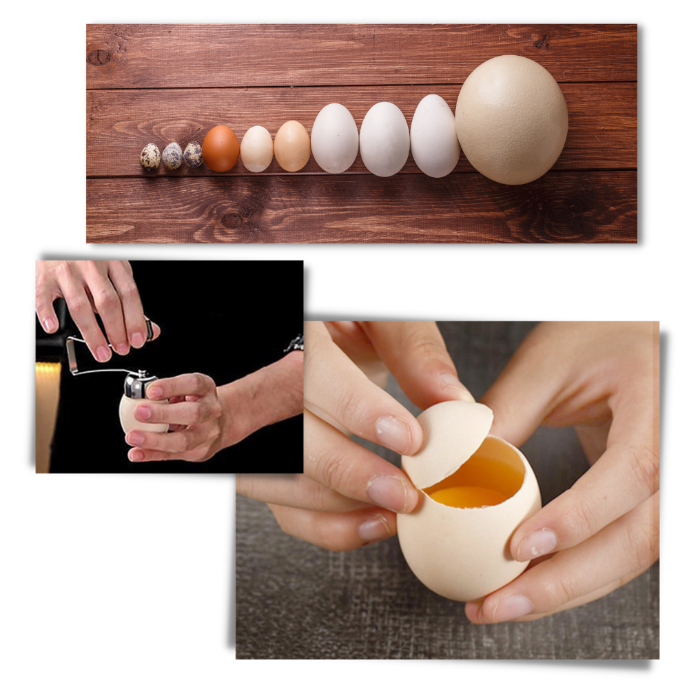 Eggshell Opener - Ozerty