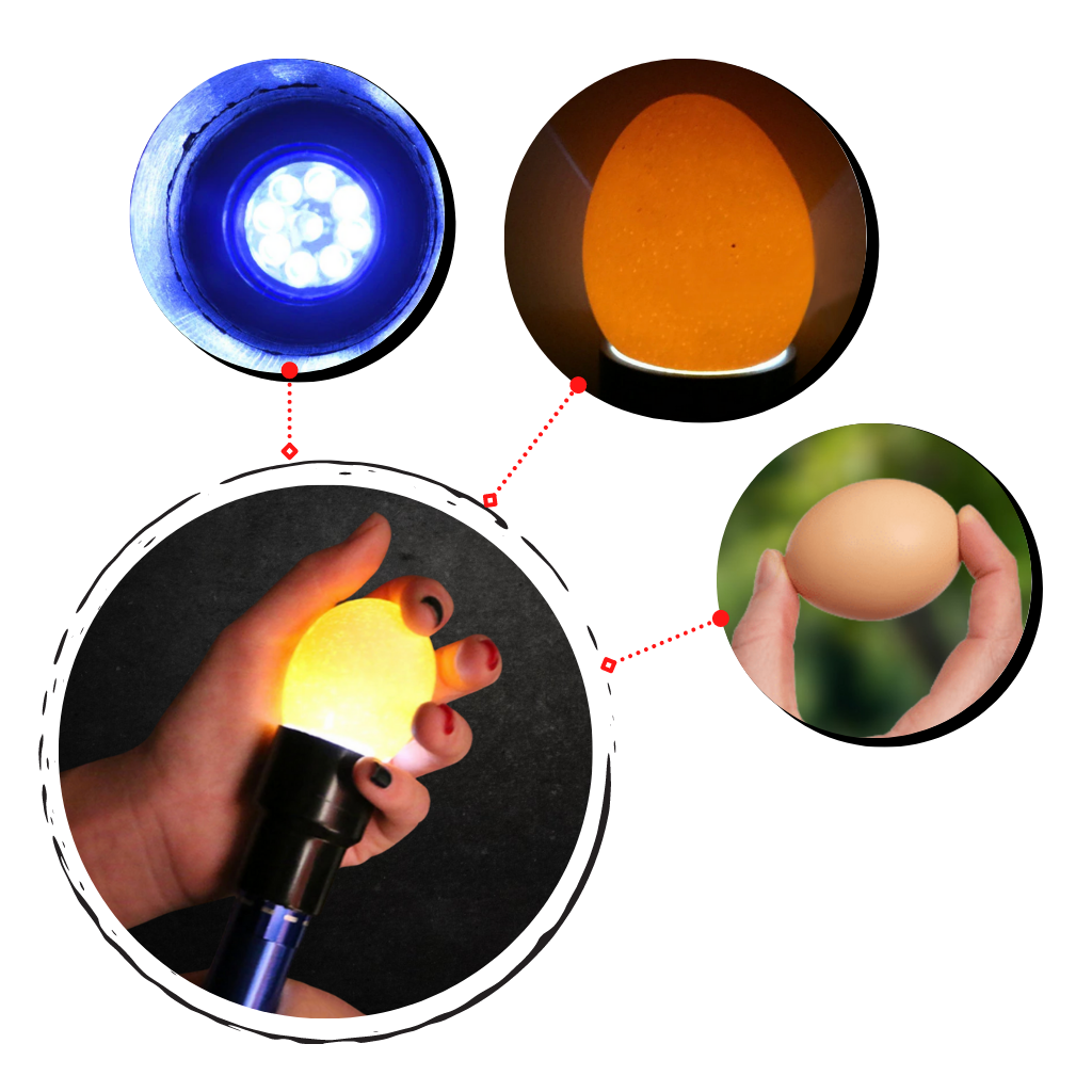 Egg Candling Lamp - Ozerty