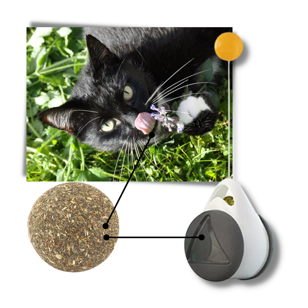 Interactive ball toy for cats - Ozerty